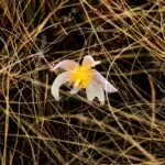 Караганда присоединится к международной экологической акции City Nature Challenge