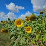 В регионе утвердили перечень приоритетных культур, а также нормы субсидирования их производства на 2026-й