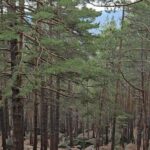 В Белодымовском филиале Национального парка «Буйратау» появится система раннего обнаружения огня