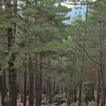 В Белодымовском филиале Национального парка «Буйратау» появится система раннего обнаружения огня