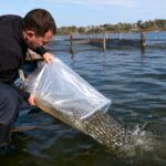 В Караганде на Федоровском водохранилище будут выращивать сазана
