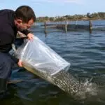 В Караганде на Федоровском водохранилище будут выращивать сазана