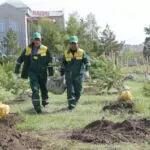 Там, где клен шумит: вдоль автобана Караганда — Темиртау появится еще один зеленый оазис