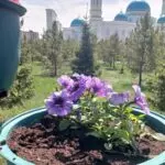 В Караганде из вазонов у мечети за ночь выкопали 20 кустов петунии