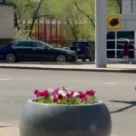 В Караганде высадят более 1,6 млн цветов: город готовится к масштабному озеленению