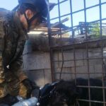 Дай лапу, друг: карагандинские спасатели вытащили из железной западни домашних питомцев