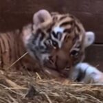 У посетителей зоопарка появился шанс дать имена детенышам амурских тигров