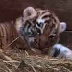 У посетителей зоопарка появился шанс дать имена детенышам амурских тигров