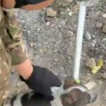 Карагандинские спасатели вызволили двух щенков из ямы