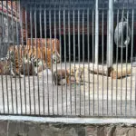 Звучные и красивые: амурским тигрятам выбрали имена