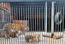 Звучные и красивые: амурским тигрятам выбрали имена