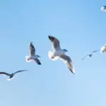 В Карагандинской области усилили контроль за отловом пернатых