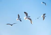 В Карагандинской области усилили контроль за отловом пернатых