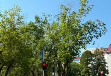 Без паники: зеленый снова работает