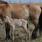 В казахстанской степи родился первый жеребенок лошади Пржевальского