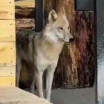Белоснежные новоселы: в Карагандинском зоопарке появились полярные волки